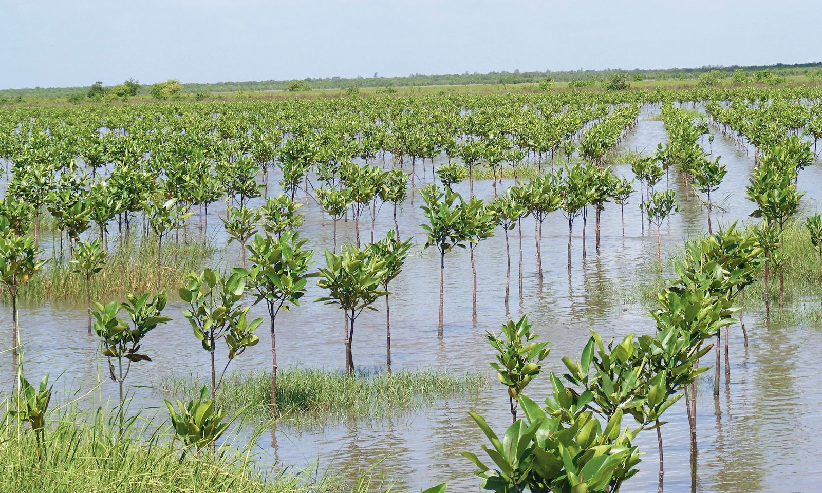 Plantation mangroves